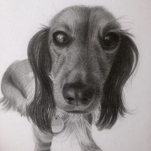 Kresba psa